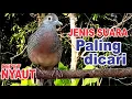 Download Lagu suara burung Perkutut Lokal Gacor di alam liar manjur buat masteran