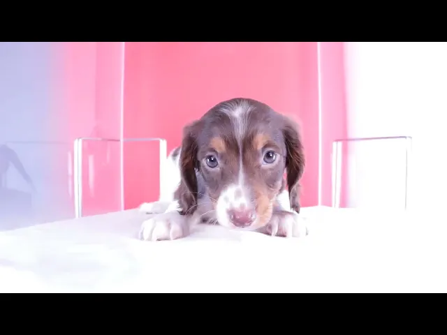 動画