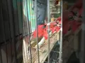 suara pikat burung sepah raja vs flamboyan