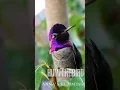Download Lagu Costa's hummingbird (Calypte anna) #shorts #viral #shortsvideo