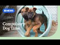 Download Lagu Dog owners must spend three hours daily with their pet under ACT's proposed new laws | ABC NEWS