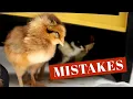 8 Beginner Chicken Care Mistakes To Avoid Backyard Chickens 101 Egg Laying Hens and Chicks