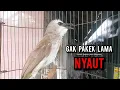 Download Lagu trucukan gacor TARUNG ROPEL PANJANG pancingan trucukan agar bunyi jadikan burung trucuk gacor NYAUT