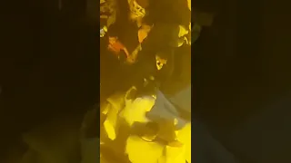 عشان العريس بات عند العروسة دخلوها بلدى 