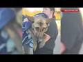 Reward offered for information in Genesee County animal cruelty case