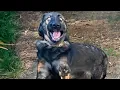 Download Lagu Animals Being Over Dramatic Who Deserve An Oscar 😁 Funniest ANIMAL Videos