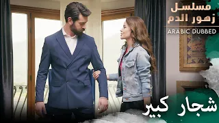شجار كبير مسلسل زهور الدم مدبلج بالعربية Kan Çiçekleri 