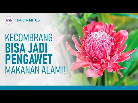 Suka Konsumsi Bunga Kecombrang? Ini Manfaatnya