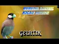 Kicau Burung Gelatik Belong Gacor Merdu