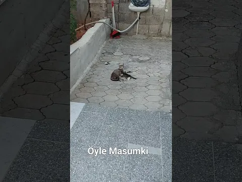#animals Anne Ve Çocuğu Öyle Masumki👏