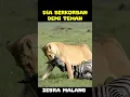 Download Lagu DIA BERKORBAN DEMI TEMANNYA YG SEDANG MELAHIRKAN  BAYINYA ! #shortvideo  #zebra  #lion