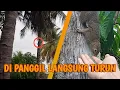 Download Lagu Cara Ampuh Memanggil Tupai / Bajing Kelapa Langsung Turun Dari Pohon Nyamperin