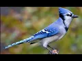 Download Lagu Blue Jay wekbeltonen