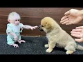 Download Lagu De reactie van baby-aapje Xuka toen hij de aanwezigheid van een puppy in zijn huis ontdekte