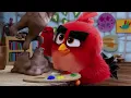 The Angry Birds Movie | Red's Angry Story | CineClips