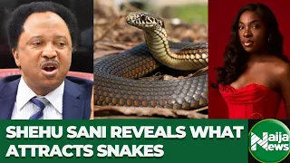 Senator Shehu Sani Reveals What Attracts Snakes Into Homes After Ifunanya s Tragic Passing