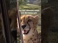Download Lagu Cheetahs meow like cats.