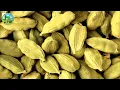 How to Make Money - Cardamom Farming with High Profit - How to Grow Cardamom - Elaichi Farming