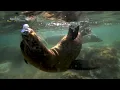 Ocean Safari  -  Experience The Sea of Cortez