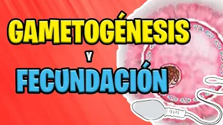 ✅ GAMETOGENESIS AND FERTILIZATION 🤩