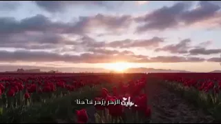 حتى رايت الزهر يزهر هاهنا    دندنها