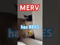 TALKiNG  CAT HELPS WITH BEES. merv's official page! #bagagwa #catsofyoutube #siamese #summer