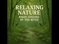 Relaxing Nature, Birdsong on the Riverside