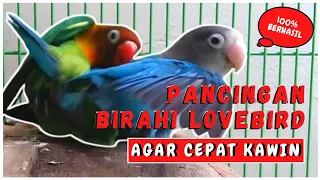 suara lovebird kawin 100 ampuh langsung birahi