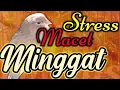 Download Lagu CUITAN KENARI AMPUH MERANGSANG BUNYI KENARI PAUD DAN STRES MACET BUNYI