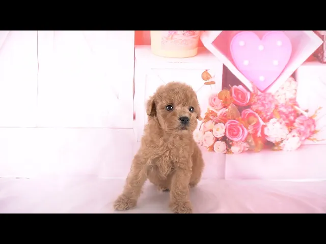 動画