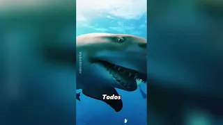 Este hombre encontró un tiburón atrapado en la arena.