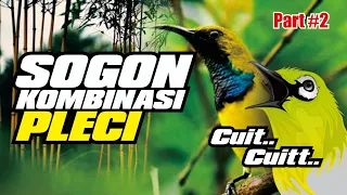 masteran sogon kombinasi pleci terbaru sogon kicaumania pleci