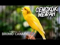 Download Lagu Masteran Kenari Gacor Cengkok Mewah CoCok Untuk Pancingan Kenari Paud dan kenari Macet biar GACOR