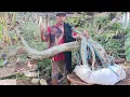 Download Lagu CEK HARGA BAKALAN BONSAI BANYAK PROSPEK. 0858-2395-8276 p. Yamani