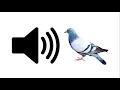 Download Lagu Pigeon - Sound Effect