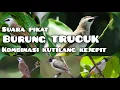 Download Lagu suara PIKAT burung trucukan RIBUT dan kutilang kejepit