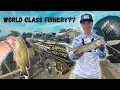 Fishing for Walleye and Smallmouth at New Evarts Resort