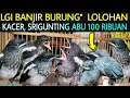 ✅ BANJIR BURUNG\