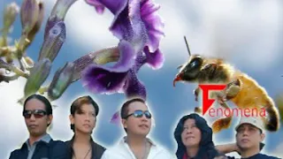 Download Fenomena - Kisah Setangkai Bunga (Video Lirik) MP3