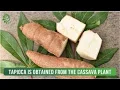 10 Wonderful Benefits And Uses Of Tapioca Organic Facts