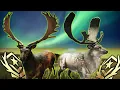 THE NEW GREAT ONE FALLOW DEER All Fur Types Racks Revealed Call of the wild