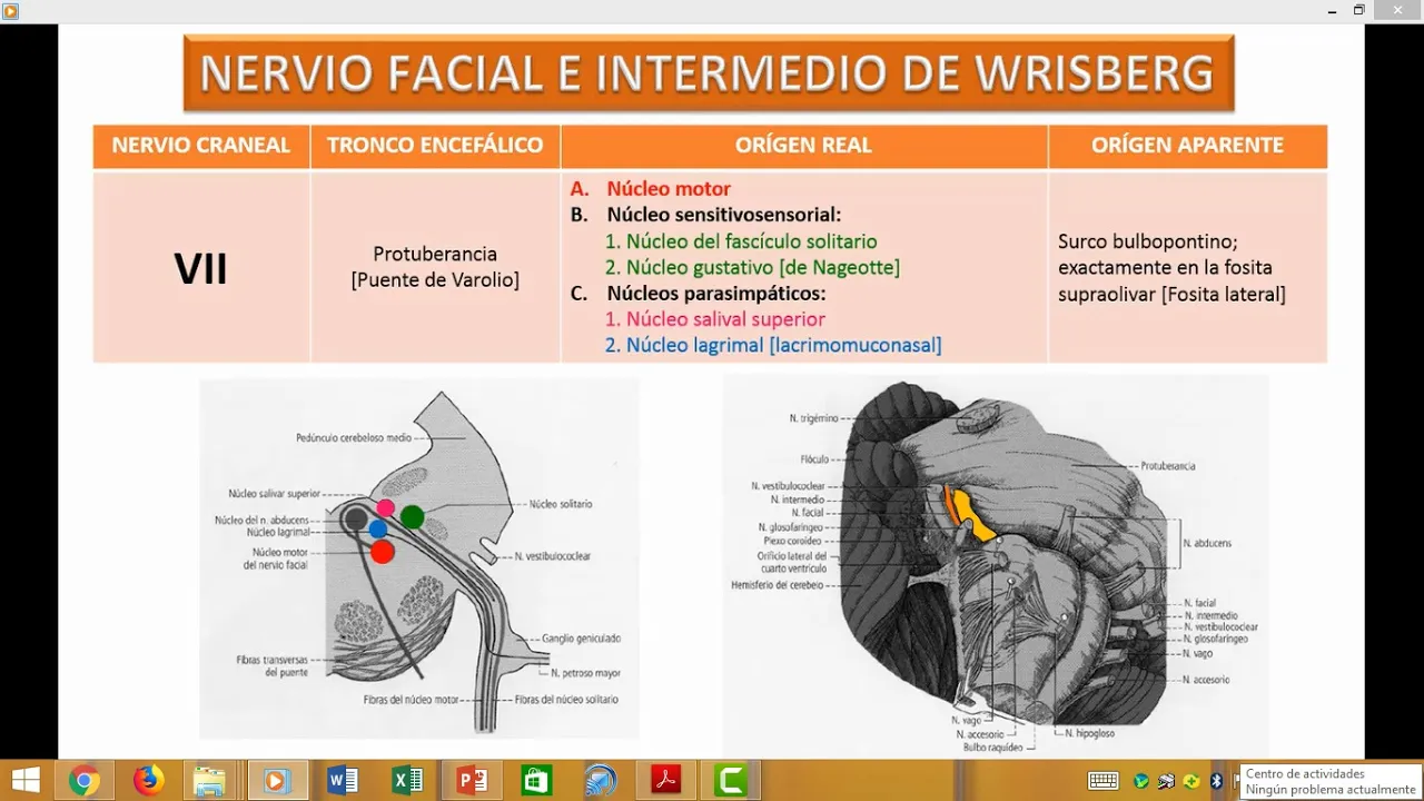 Nervio Facial