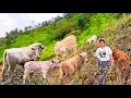 Download Lagu ¡Miren  todo que hacenmos en las tardes en nuestras vaquitas - NATHALIA