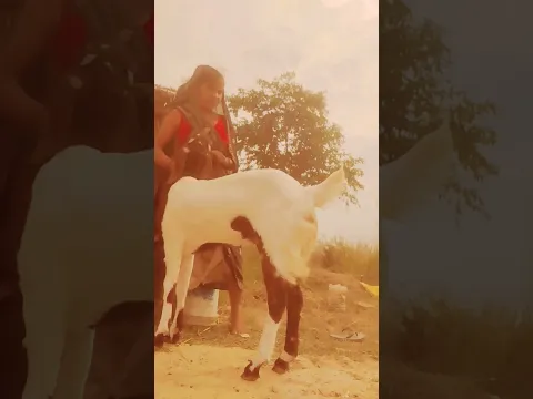 #animals