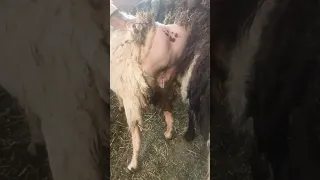 موسم تزاوج الأغنام 