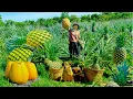 Download Lagu Harvest Sweet Fruits: Pineapple, Persimmon, Cantaloupe, Longan To Sell At The Market, Garden, Cook.