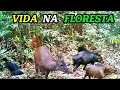 Download Lagu No coração da floresta amazônica: Registrei imagens incríveis da fauna silvestre!