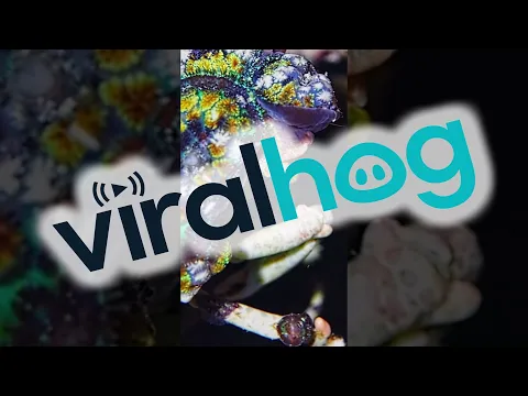 Colorfully Camouflaged Crabs || ViralHog