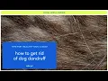 How to Get Rid of Dog Dandruff