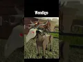 Download Lagu Hoe je eruit ziet op basis van je paard in het Wilde Westen #shorts